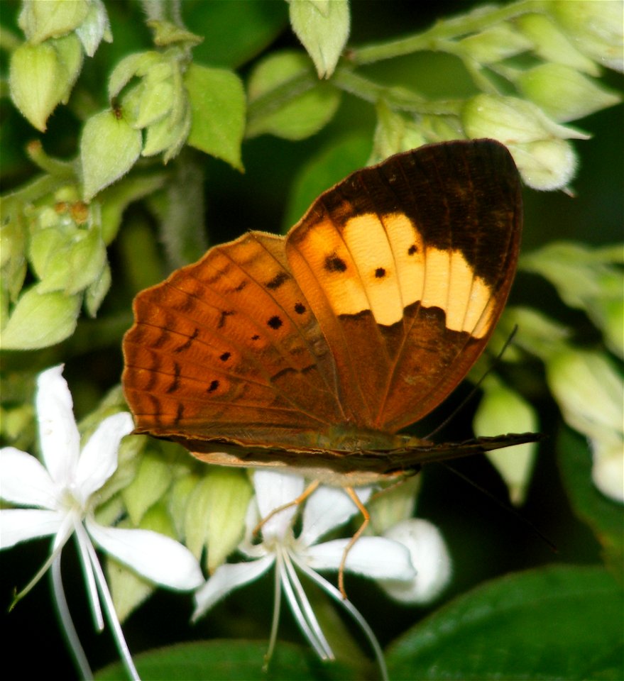 Southern Rustic_cupha erymanthis photo