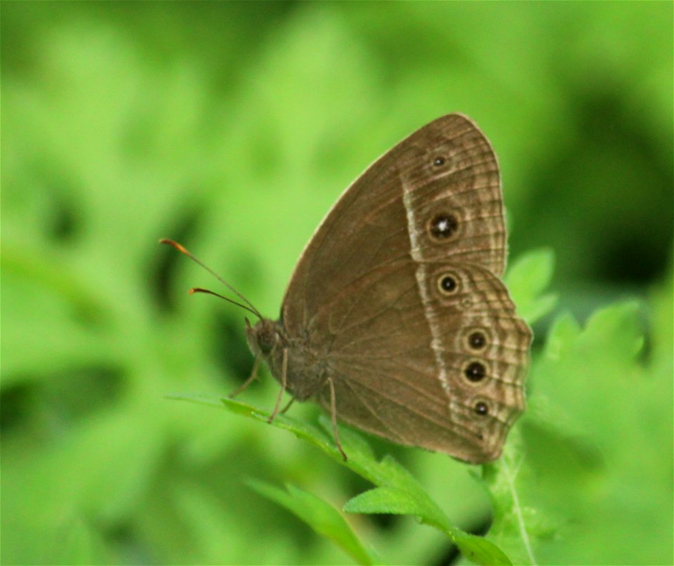 Mycalesis mineus Linnaeus, 1758 – Dark-branded Bushbrown