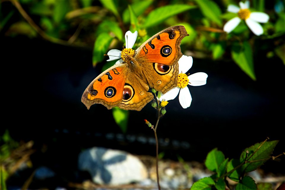 Peacock Pansy, Junonia Almana butterfly
Tatehamodoki (タテハモドキ)

OIST