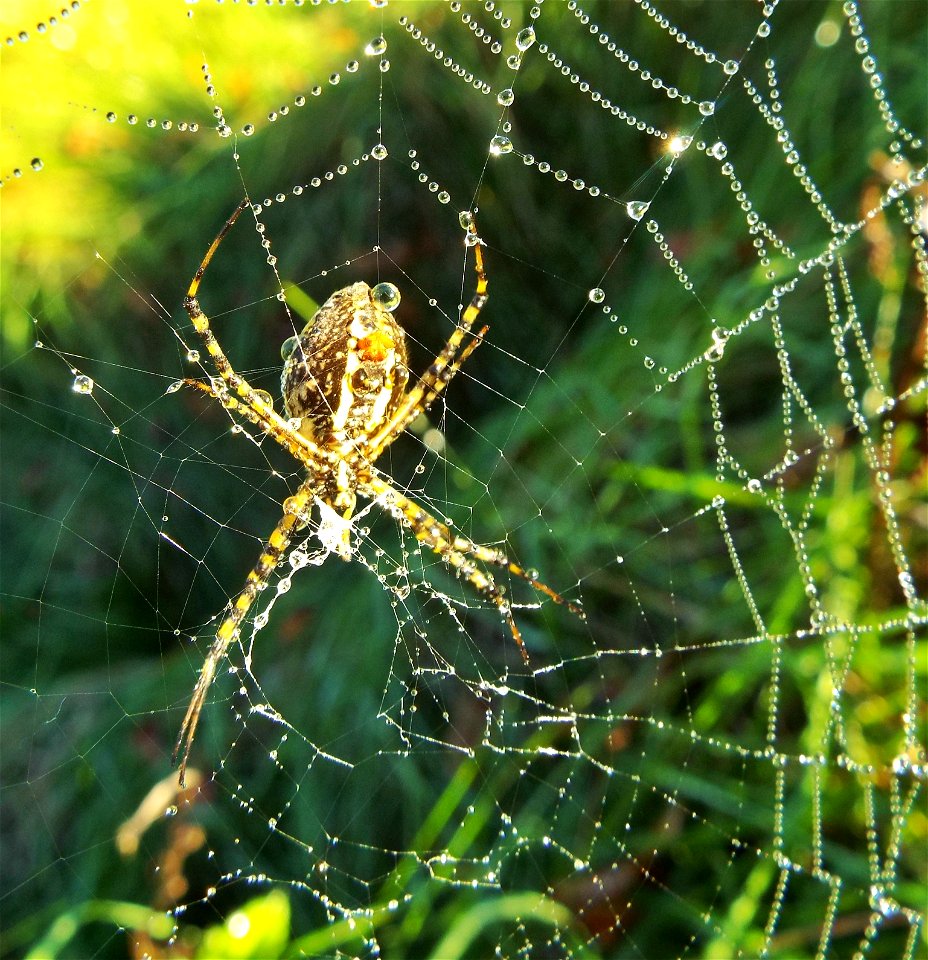 The banded spider faces its abdomen towards the sun.  This spider was up early in a dewy web on a cold Michigan morning.