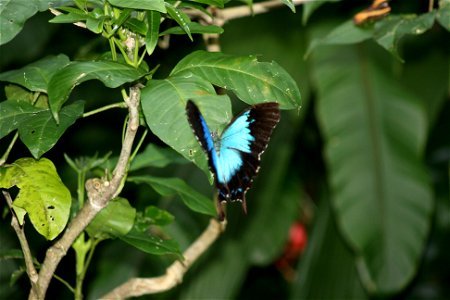 Papilio ulysses at Kuranda Butterfly Sanctuary photo