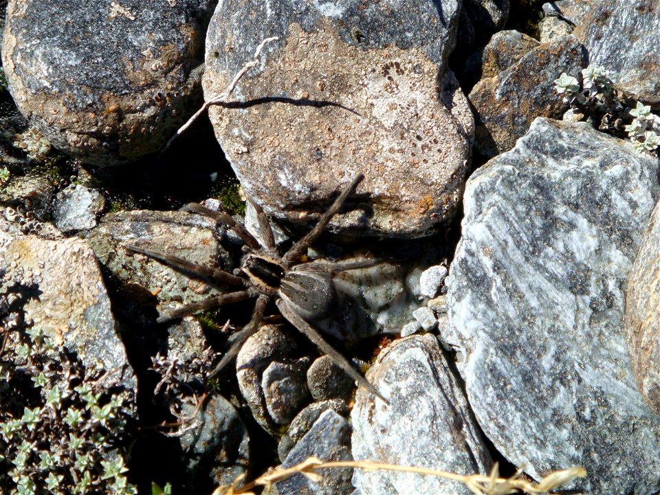 Dolomedes minor, New Zealand nurseryweb spider