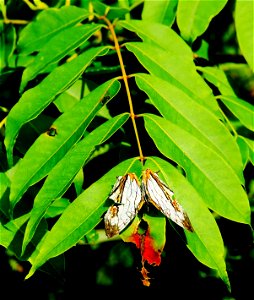 Bugs of Okinawa photo