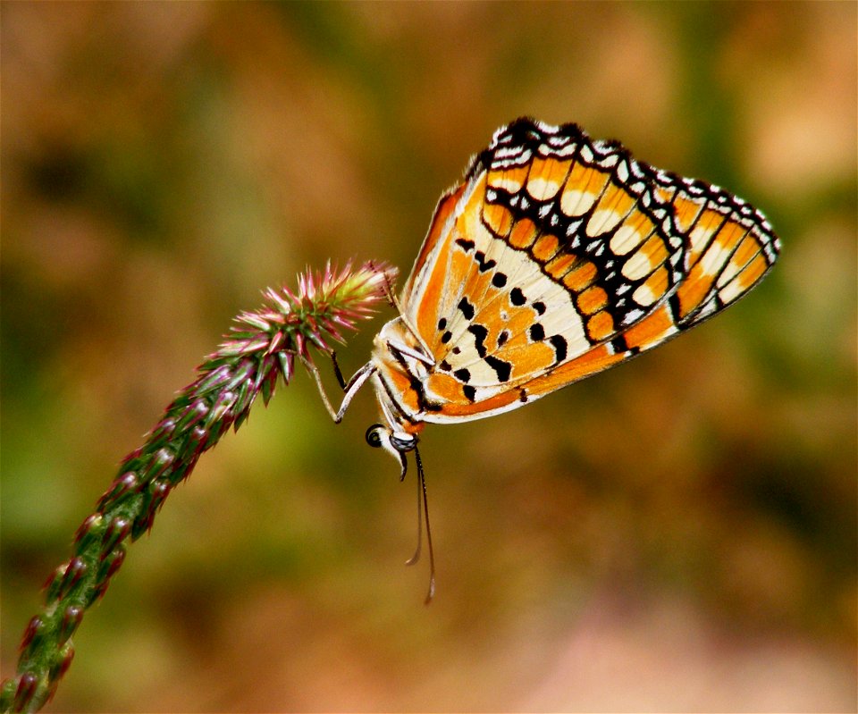 Joker_(Byblia ilithyia) photo