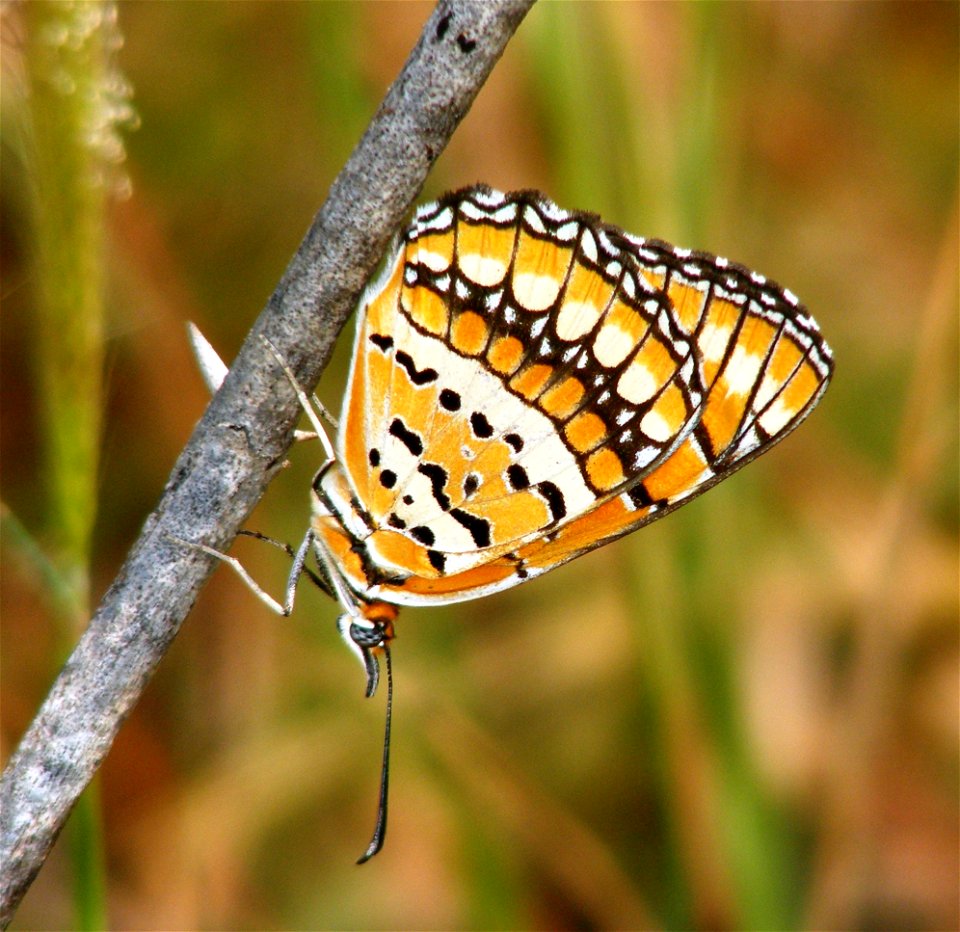 In the third encounter i was lucky to manage some decent shots of the species.