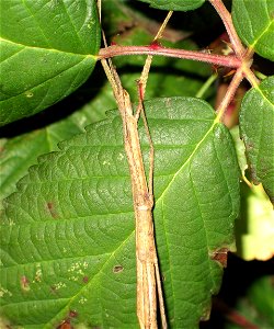 Carausius morosus female ventral view photo