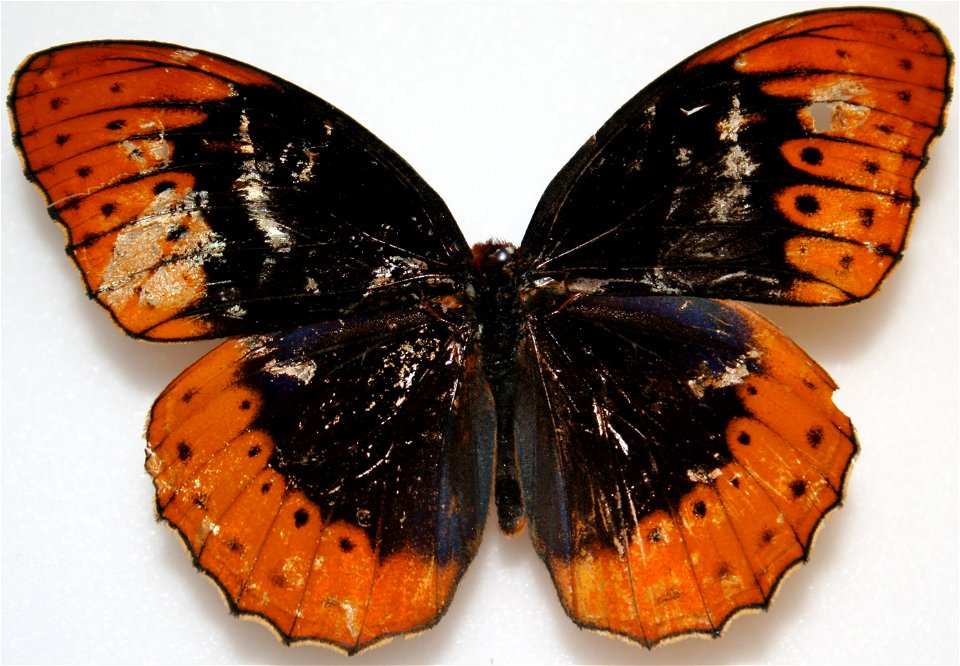 Male Diana Fritillary, Speyeria diana photo