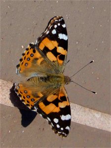 Australian painted lady resting on a terrace in Victoria photo