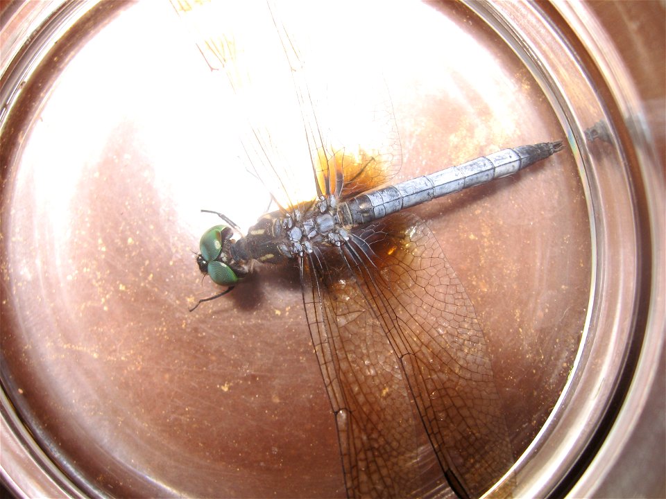 A Blue Dasher. photo