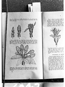 Red Mites - page from the Agricultural Gazette of New South Wales showing red mites photo