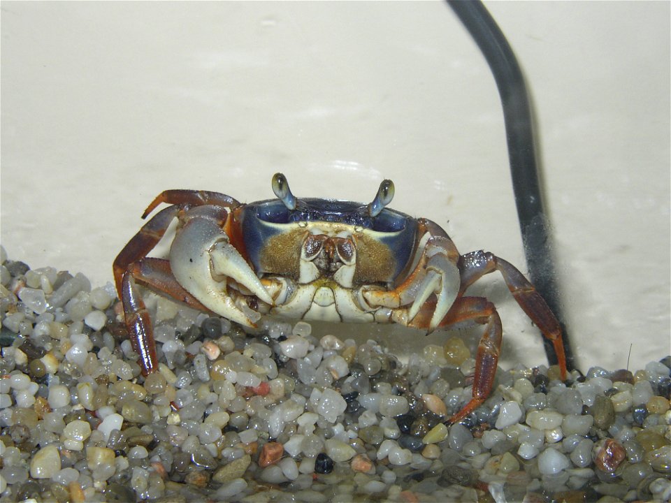 The rainbow crab (Cardisoma armatum), which is found in Africa.