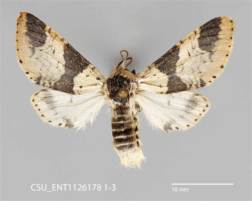 C.P. Gillette Museum of Arthropod Diversity
Catalog #: CSU_ENT1126178
Taxon: Furcula modesta (Hudson, 1891)
Family: Notodontidae
Collector: J.S. Nordin    
Date: 1969-07-11
Locality: United States, Mi