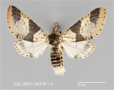 C.P. Gillette Museum of Arthropod Diversity Catalog #: CSU_ENT1126178 Taxon: Furcula modesta (Hudson, 1891) Family: Notodontidae Collector: J.S. Nordin Date: 1969-07-11 Locality: United States, Mi photo