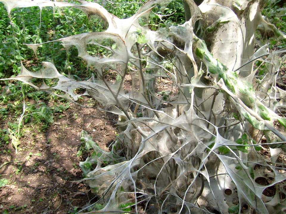 Yponomeuta evonymella at Esslingen (Germany)