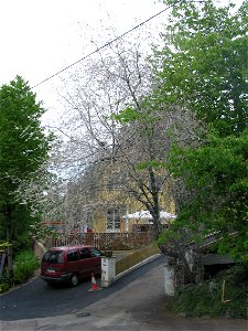 Prunus padus attacked by Yponomeuta evonymella in Stabekk, Norway, summer 2008. Note the contrast to other, non-infested trees.
