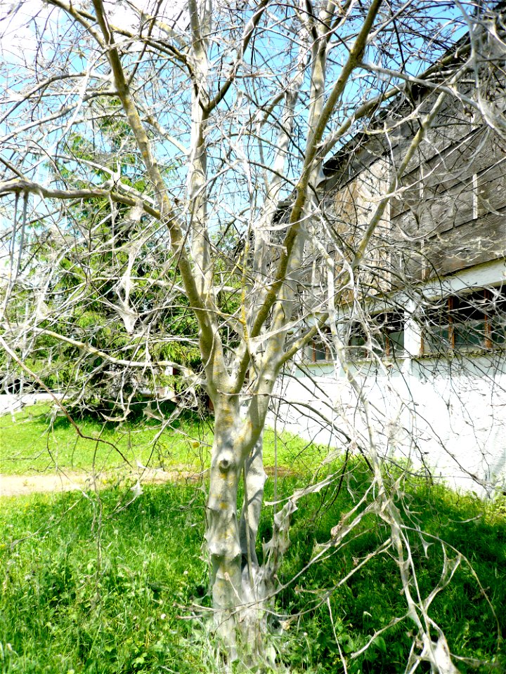 Cherry tree destroyed by caterpillars of the species Yponomeuta evonymella