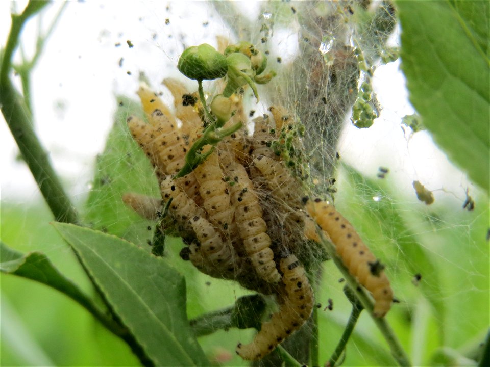 Gespinstmotte (Yponomeuta cagnagella) am Europäischen Pfaffenhütchen (Euonymus europaeus) im Landschaftsschutzgebiet Hockenheimer Rheinbogen