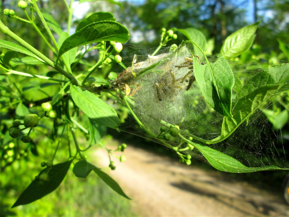 Pfaffenhütchen-Gespinstmotte (Yponomeuta cagnagella) an einem Pfaffenhütchen (Euonymus europaeus) in der Schwetzinger Hardt - im April und Mai überspinnt sie massiv das Pfaffenhütchen und fressen es o