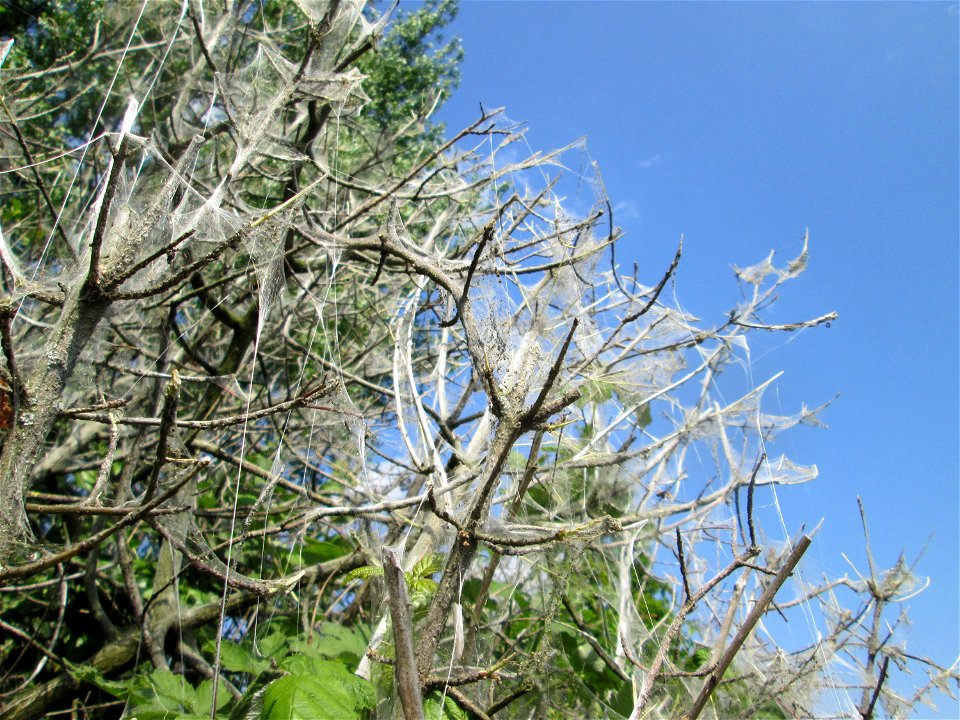 Völlig von der Gespinstmotte (Yponomeuta cagnagella) überzogenes Pfaffenhütchen (Euonymus europaeus) in Hockenheim
