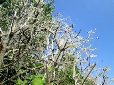 Völlig von der Gespinstmotte (Yponomeuta cagnagella) überzogenes Pfaffenhütchen (Euonymus europaeus) in Hockenheim photo