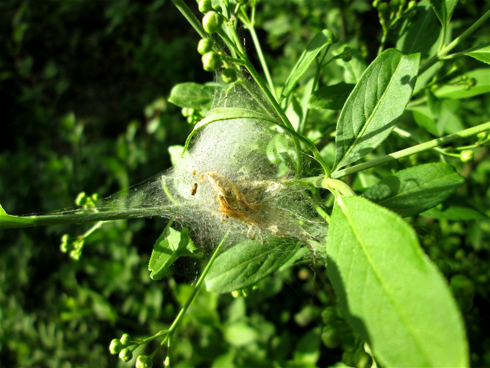 Pfaffenhütchen-Gespinstmotte (Yponomeuta cagnagella) an einem Pfaffenhütchen (Euonymus europaeus) in der Schwetzinger Hardt - im April und Mai überspinnt sie massiv das Pfaffenhütchen und fressen es o