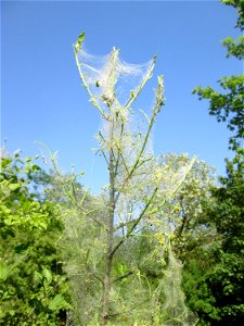 Völlig von der Gespinstmotte überzogenes Pfaffenhütchen (Euonymus europaeus) an der Böschung der A61 in Hockenheim - es erholt sich bereits wieder und treibt Blütenknospen aus