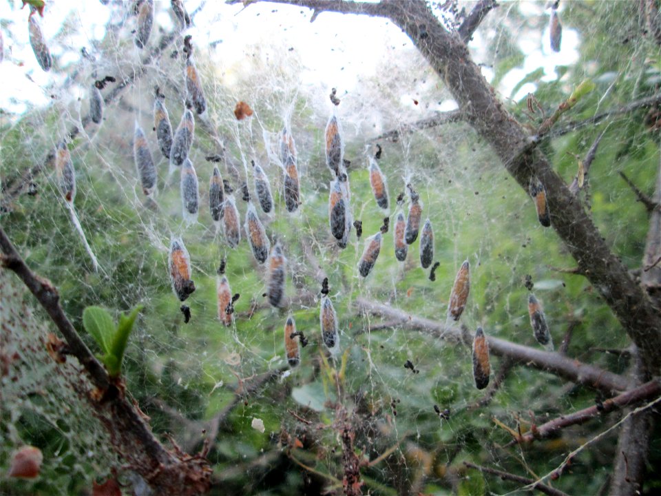 Verpuppte Pfaffenhütchen-Gespinstmotte (Yponomeuta cagnagella) bei Fechingen