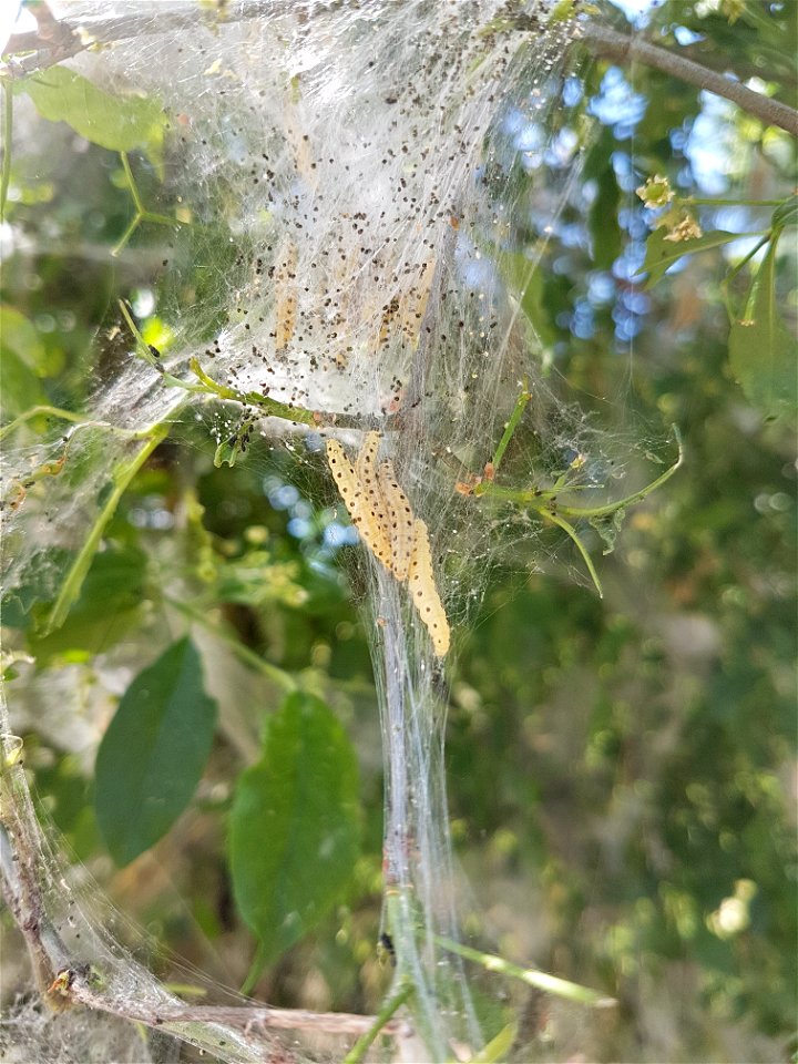Caterpilars of an ermine moth, probably Yponomeuta cagnagella, on Euonymus europaeus