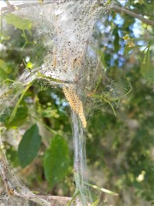 Caterpilars of an ermine moth, probably Yponomeuta cagnagella, on Euonymus europaeus