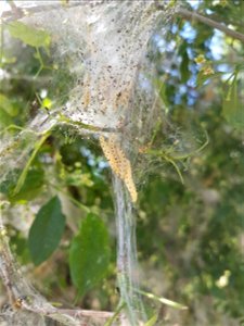 Caterpilars of an ermine moth, probably Yponomeuta cagnagella, on Euonymus europaeus photo