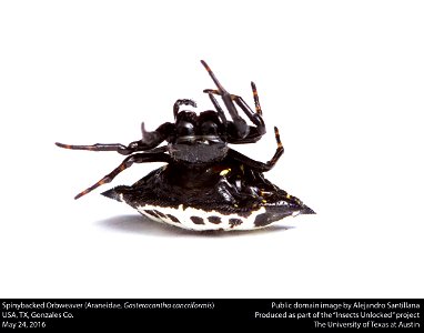 USA, TX, Gonzales Co.

24-v-2016