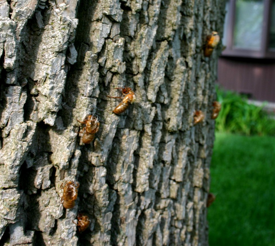 I took this picture with my Canon Rebel 6.5M on 05/28/2007 in Wilmette, IL. photo