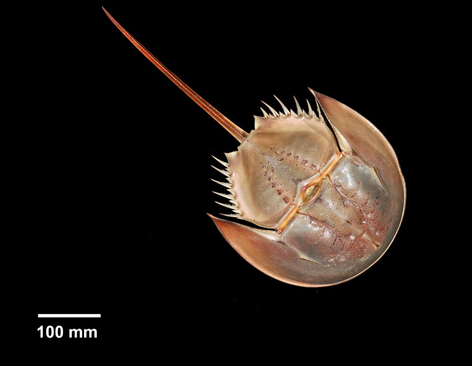 PRESERVED_SPECIMEN; FEMALE; ; dry; HYPOTYPE. Det. by: Russell D. Bicknell; See: Bicknell, Russell D. 2019. Abnormal Extant Xiphosurids in the Yale Peabody Museum Invertebrate Zoology Collection. 