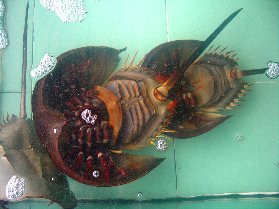 Tachypleus tridentatus