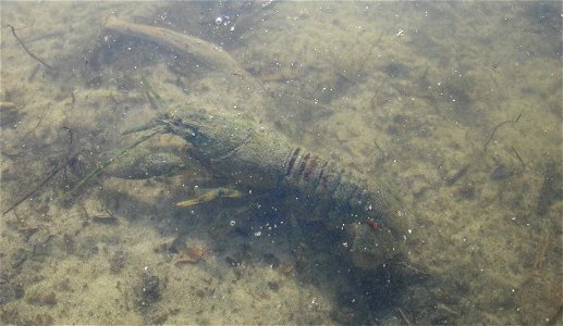 American crayfish (Faxonius limosus), Szczecin, Poland photo