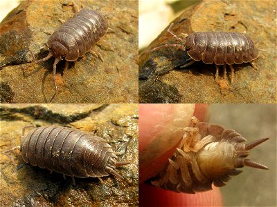 Porcellio laevisLocation: Burgers' Zoo, Arnhem, Netherlands