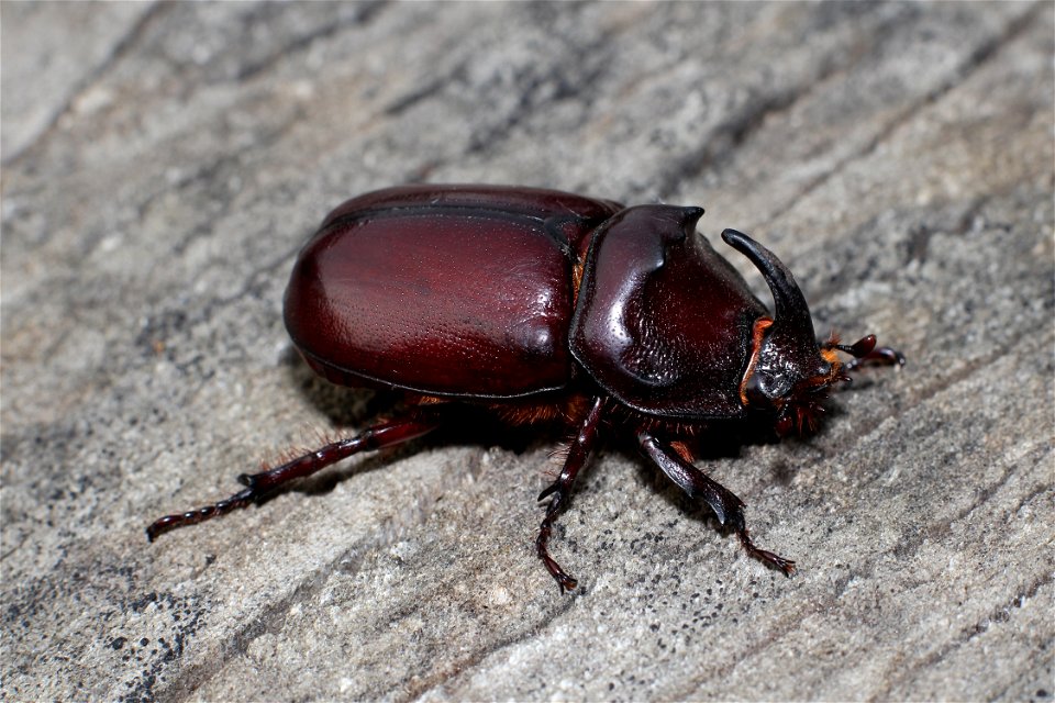 European Rhinoceros Beetle male. Ukraine. photo