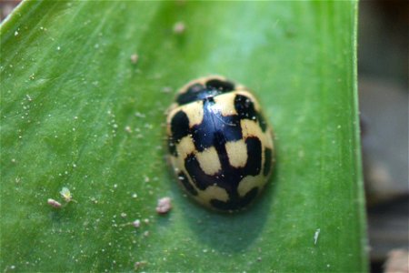 Fourteen-spotted Lady Beetle (Propylea quatuordecimpunctata) photo