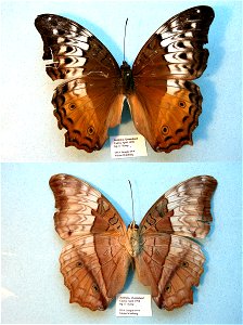 AUSTRALIA. Cairns, Queensland, MPE 2003, PRS 2009, Exemplar, PBStest, <a href="http://nymphalidae.utu.fi/story.php?code=NW69-4" rel="nofollow">see in our database</a> photo