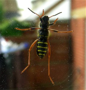Wasp beetle photo