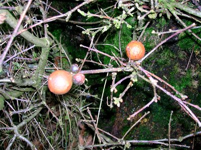 Oak marble galls. causer - Andricus kollari photo