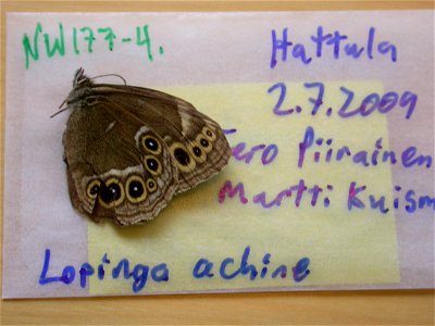 FINLAND. EH: Hattula, <a href="http://nymphalidae.utu.fi/story.php?code=NW177-4" rel="nofollow">see in our database</a> photo