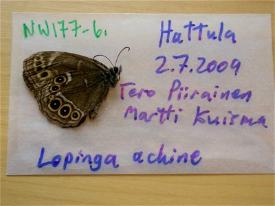 FINLAND.  EH: Hattula,    <a href="http://nymphalidae.utu.fi/story.php?code=NW177-6" rel="nofollow">see in our database</a>