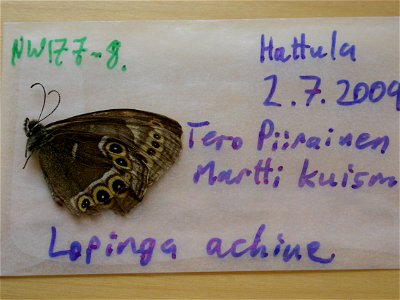 FINLAND. EH: Hattula, <a href="http://nymphalidae.utu.fi/story.php?code=NW177-8" rel="nofollow">see in our database</a> photo