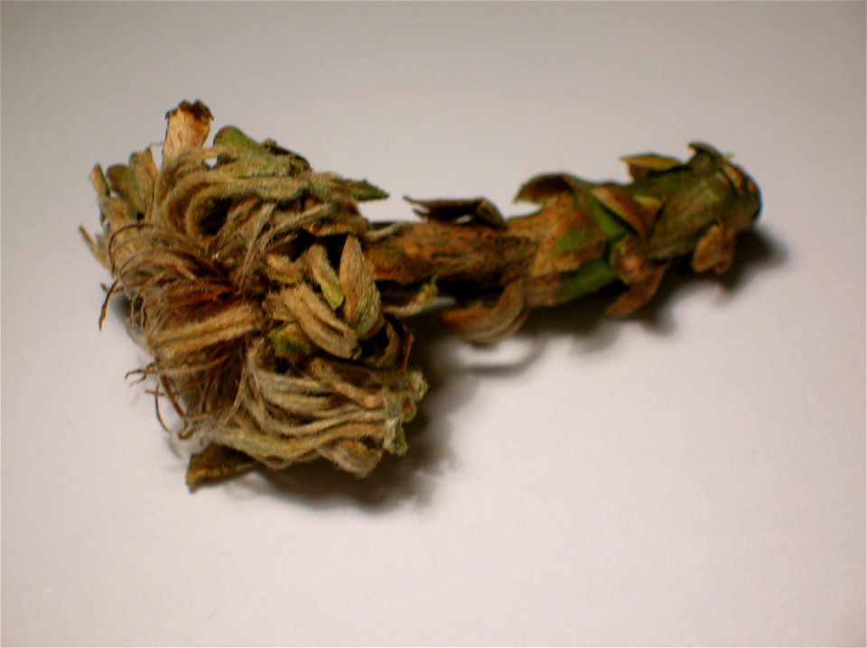 Oak Artichoke gall in winter.