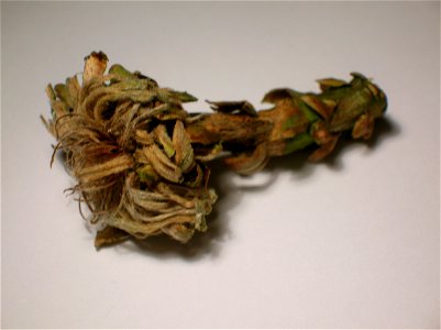 Oak Artichoke gall in winter. photo