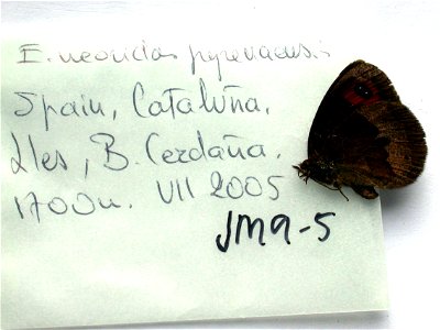 SPAIN.  Cataluna, Lles B. Cezdana, 1700m,    <a href="http://nymphalidae.utu.fi/story.php?code=JM9-5" rel="nofollow">see in our database</a>