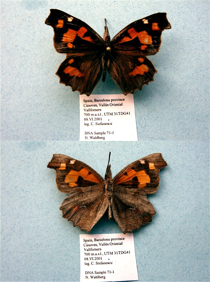 SPAIN.  Vallforners, VallÃ¨s Oriental, Barcelona province,  MPE 2003, PRS 2005, MPE 2006, Biol.Lett.2008, Sys Bio 2008, PRS 2009, PRS 2012,  Phylogenomics, Exemplar, Lepidoptera,  <a href="http://n