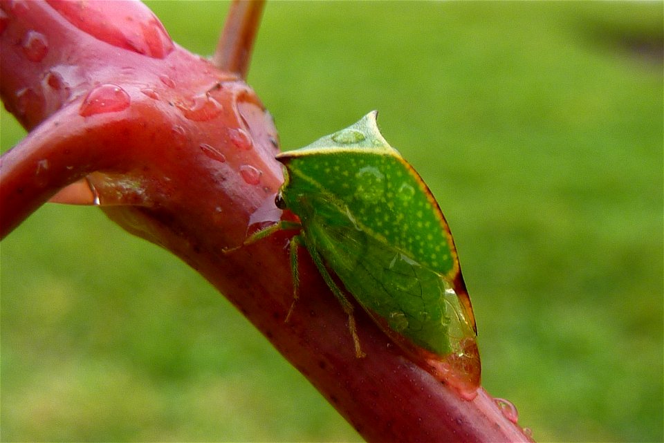 Buffalo Treehopper