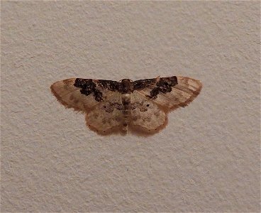 Idaea rusticata

Braintree, Essex, UK